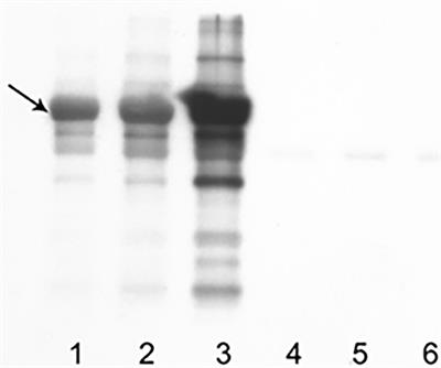 Identification of Protein Carbonyls (PCOs) in Canine Serum by Western Blot Technique and Preliminary Evaluation of PCO Concentration in Dogs With Systemic Inflammation